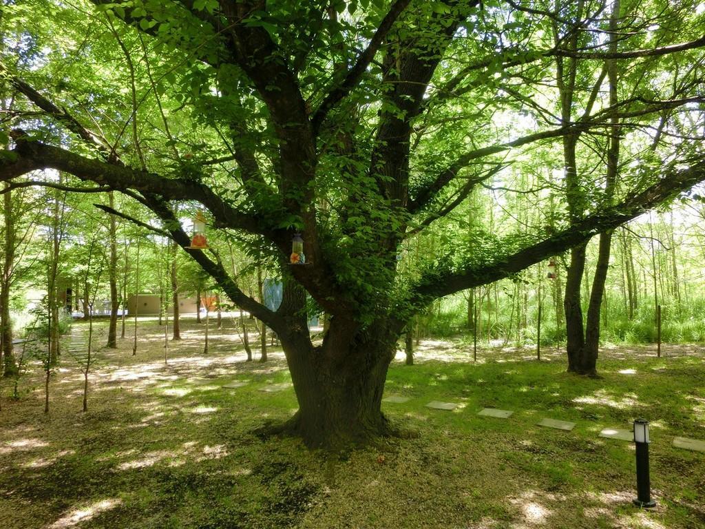Apartmán Complejo Aires Del Bosque Chascomús Exteriér fotografie